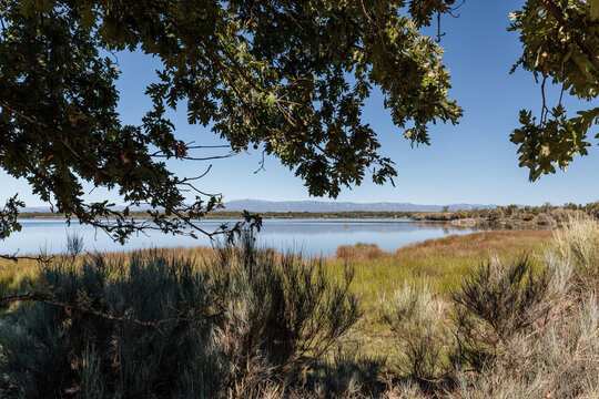 Landscape with an oak tree and the Valpara&iacute;so Reservoir, Zamora, Castile and Le&oacute;n, Spain.