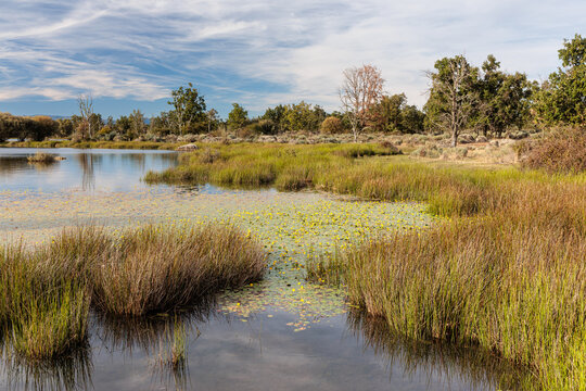 Wetland with rushes, yellow water-lilies, and various tree species. Valpara&iacute;so Reservoir, Zamora, Castile and Le&oacute;n, Spain.