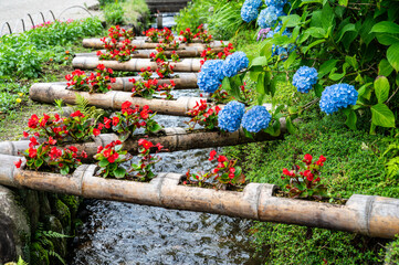 小川沿いに竹の筒を使って植えられた、色鮮やかな赤色の花々と青いアジサイの美しい風景 © MORIO