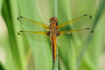 Scarce chaser dragonfly (Libellula fulva) female or immature perched on a green plant stem, top view macro shot © Badr