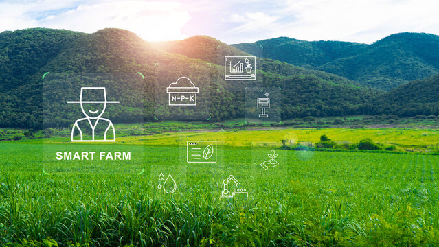 smart agriculture, agriculture, Smart farm technology over green agricultural field with crop monitoring, soil nutrients, sensors and automation for precision farming and sustainable agriculture.