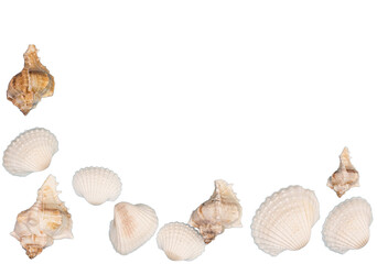 A collection of seashells is arranged along the bottom and left side © Sergio Delle Vedove