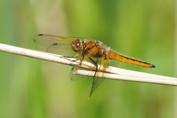 Scarce chaser dragonfly (Libellula fulva) female or immature perched on a green plant stem, top view macro shot © Badr