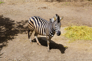 Zebra standing on the dirt ground in a sunny wildlife safari park enclosure © Roseee Visuals