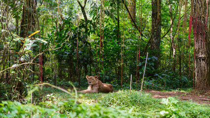 Lioness resting on the grass in a lush green safari park enclosure © Roseee Visuals