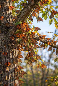 Monarch butterflies resting on a tree during migration patterns  