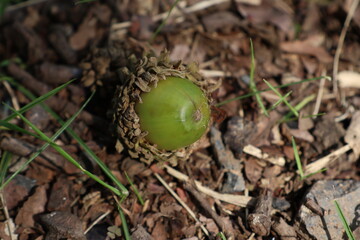 An acorn that had fallen in the woods © Mt. Cape