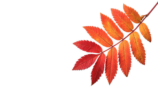 Green branch of red autumn rowan tree leaves isolated on transparent background