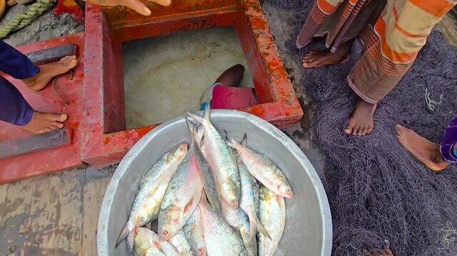 Hilsa fish being unloaded from fishing boat hold into bucket
