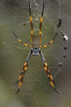 Golden Orb-weaving Spider (Nephila plumipes), Narooma, NSW, March 2026