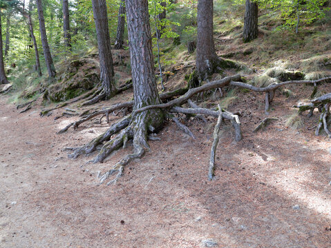 un m&eacute;li m&eacute;lo dans les racines de ces arbres