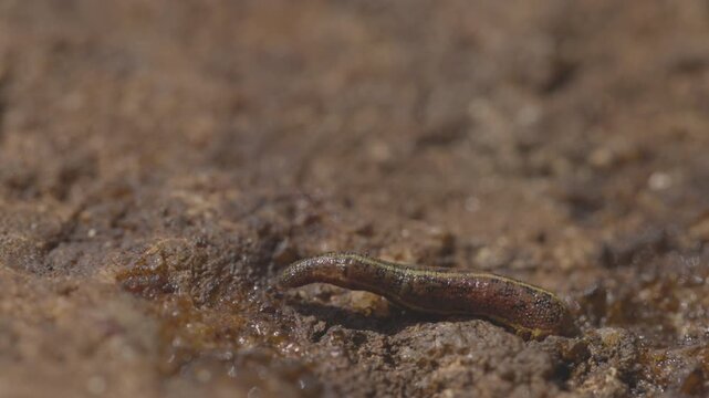 Brown land leech, Haemadipsa zeylanica crawling over wet rocks in slow motion, detailed view of leech in tropical forest environment of Sri Lanka, natural wildlife. ProRes 422 10 bit ungraded C-LOG..