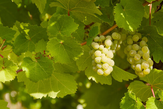 Ripening green grape clusters hanging beneath broad grapevine leaves, partly shaded by dense foliage