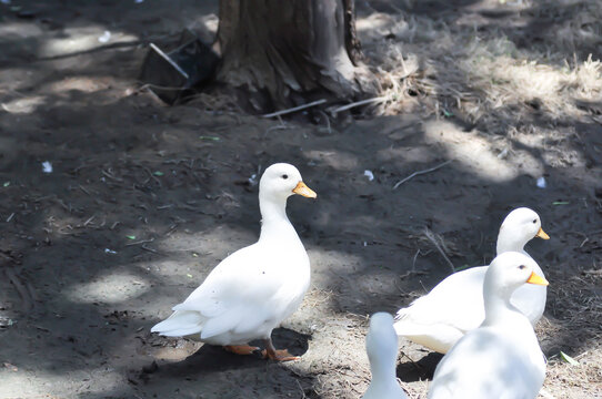 Call Duck or duck or small duck or white duck