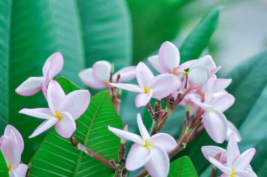 frangipani, frangipani flower or pagoda tree or temple tree with flowers or pink flower