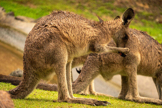 Close-Up of a Kangaroo Grooming and Scratching Its Nose at Currumbin Wildlife Sanctuary, Gold Coast, Australia