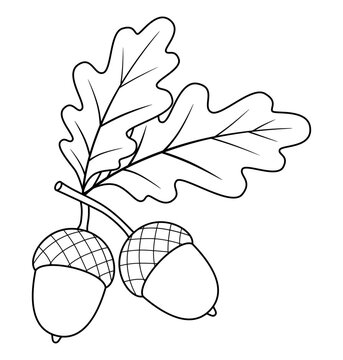 Black and white outline vector illustration of an oak branch with two acorns and leaves, perfect for children coloring book or educational activities, isolated on a white background.