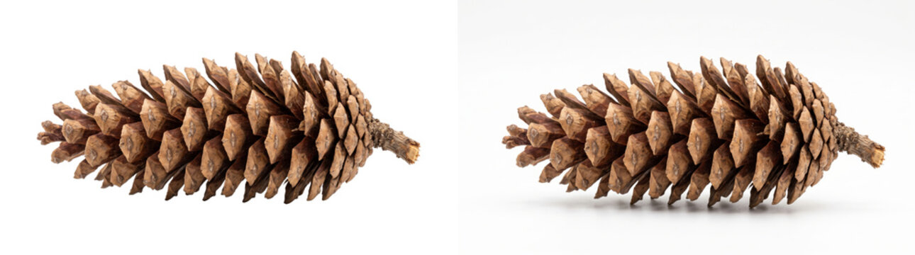 Elongated dried pine cone shown lying on its side with detailed woody scales and a short stem in PNG isolated on transparent background
