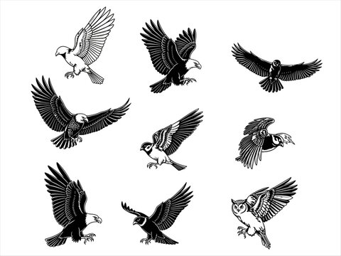 Flying birds illustration set