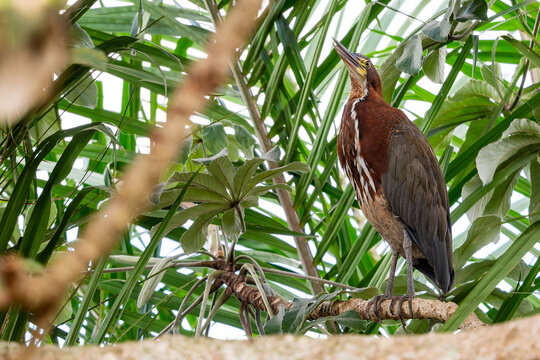 Rufescent Tiger Heron - Tigrisoma lineatum, beautiful colored heron found in wetlands from Central America and South America, Pantanal, Brazil.