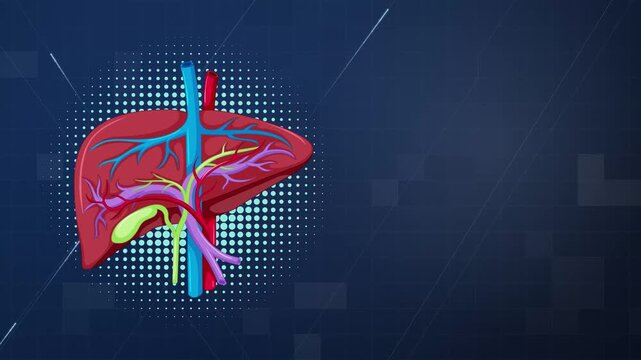 Animated Human Liver Anatomy Diagram with Gallbladder on Blue Background
