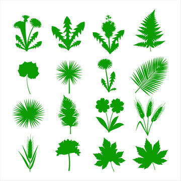 Isolated green leafy plants and flowers collection