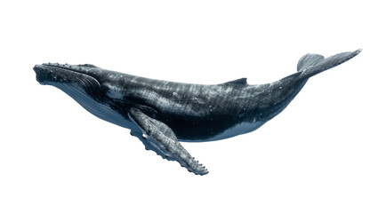 Large dark humpback whale swimming gracefully, isolated on transparent background © pixter