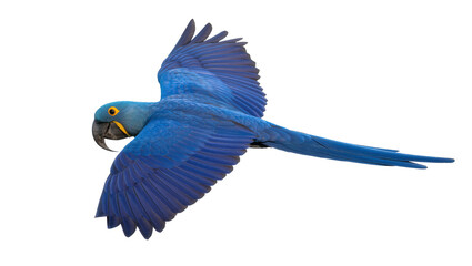 Vibrant blue hyacinth macaw parrot in flight, isolated on transparent background © pixter