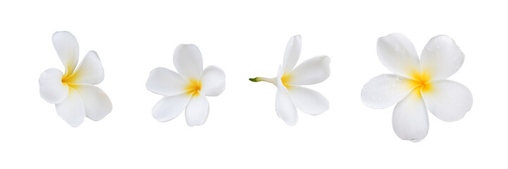 collection of white plumeria bouquet flower after rain isolated on white background including clipping path © Ratana21