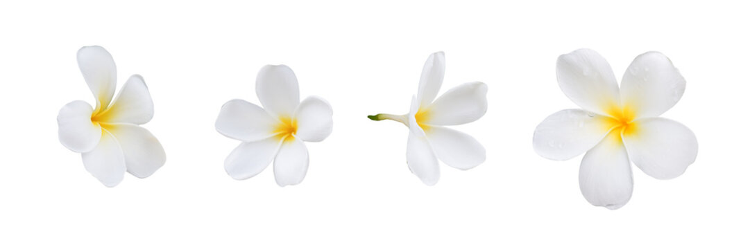 collection of white plumeria bouquet flower after rain isolated on white background including clipping path
