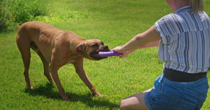 German Boxer Playing Tug of War with Person on Sunny Grass