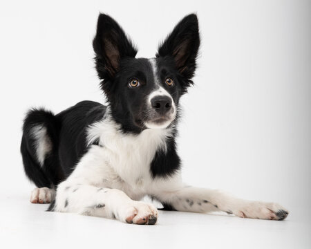 Black and white Border Collie dog sitting and looking at the camera in a bright minimalist studio. Portrait of an attentive and elegant herding dog isolated against a light gray background.