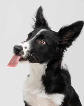 Black and white Border Collie dog sitting and looking at the camera in a bright minimalist studio. Portrait of an attentive and elegant herding dog isolated against a light gray background.