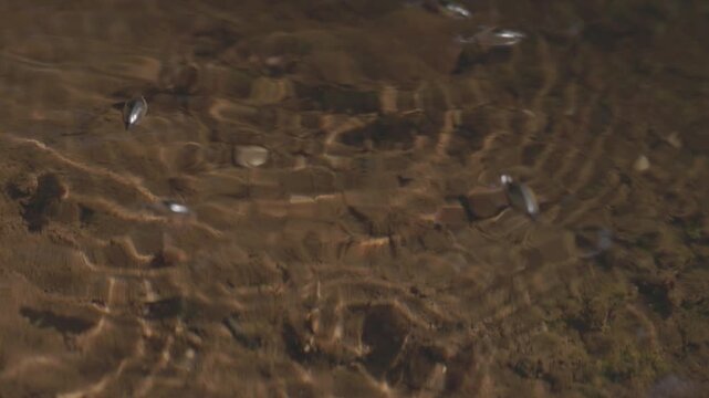 Pinwheel beetles moving on the water surface creating circular ripples, reactive aquatic insects hunting in natural freshwater environment in slow motion. ProRes 422 10 bit, raw C-LOG video.