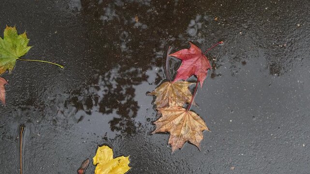 Autumn colorful maple leaves on wet asphalt. Rainy weather