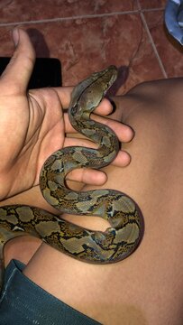 snake in the hand