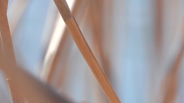 Small sparrow escapes from reeds in a wetland thicket with fast wingbeat and sudden movement.
