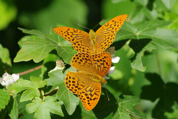 Mating pair of Silver-washed fritillary butterflies (Argynnis paphia) resting on green leaves with white blossoms in a sunny summer forest © Badr