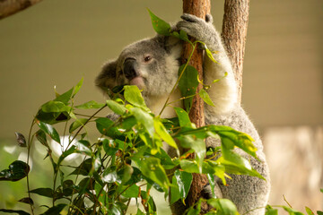 Koala Clinging to a Tree and Sniffing Food at Currumbin Wildlife Sanctuary, Australia © 昌司 西本