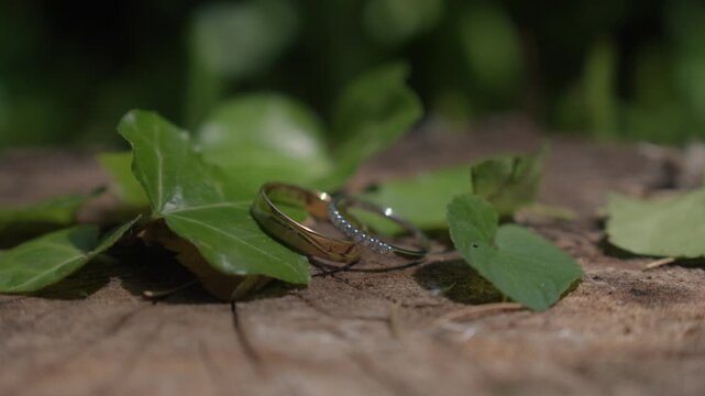 Wedding rings resting on green leaves outdoors during a wedding ceremony in Brittany, France.