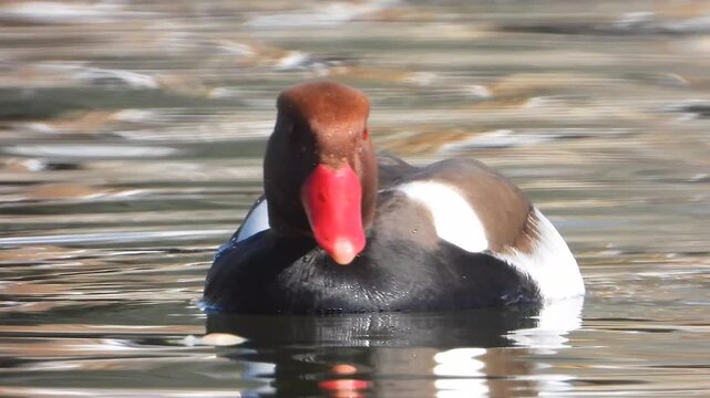 Red crested pochard floating on a lake in close wildlife view with rich head detail.