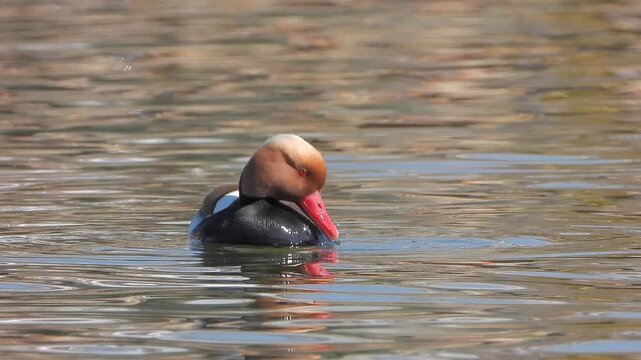 Red crested pochard floating on a lake in close wildlife view with rich head detail.