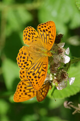 Silver-washed fritillary butterflies (Argynnis paphia) feeding on white wild bramble flowers in the forest © Badr