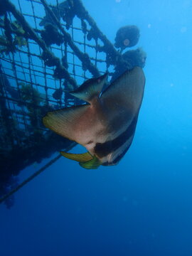 青い海中の人工構造物のそばを泳ぐツバメウオ　Batfish swimming beside an underwater structure in the blue ocean　A large batfish swimming beside a submerged marine structure in clear blue ocean water. Underwater scene showing