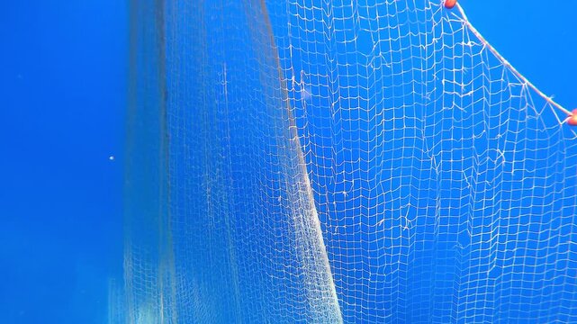 Fishing net is pulled underwater toward a boat through blue water in a working harvest scene.