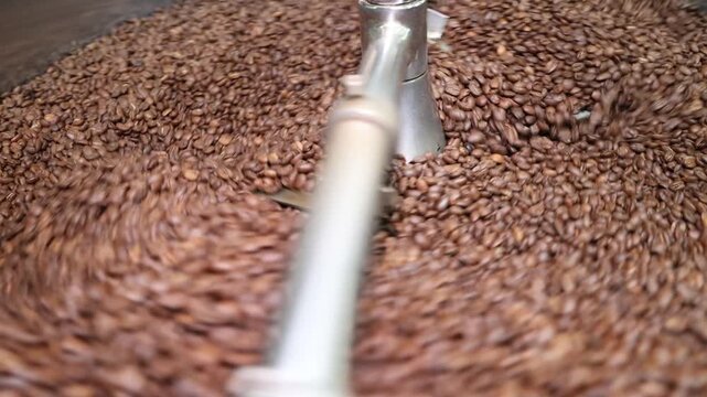 Coffee roasting process with fresh roasted brown coffee beans mixing in a metal cooling tray. Industrial production of caffeine beverage for cafe and retail supply