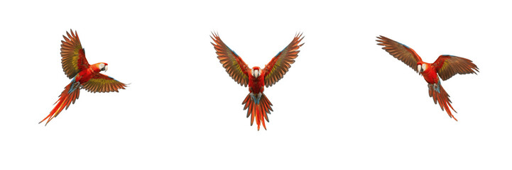 Vibrant scarlet macaw parrots in flight, colorful tropical birds flying with wings spread wide and long tail feathers, exotic wildlife isolated on white background, nature animal PNG graphic asset    © Trump