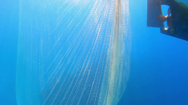 Live fish struggles inside an underwater net with rapid movement and visible entanglement.