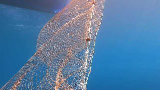 Dead fish hangs trapped in a submerged net underwater in a grim bycatch scene in natural habitat.