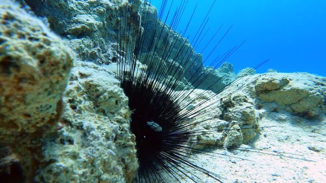 Long spined sea urchin shelters tiny striped cardinalfish among dangerous black needles.